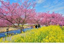 桜祭り開花状況