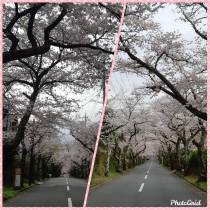 伊豆高原　桜