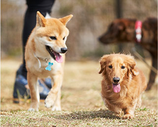 愛犬との旅を充実させる施設