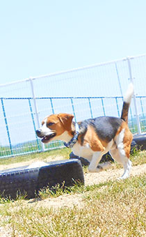 飼い主様から愛犬へのメッセージ