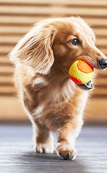 飼い主様から愛犬へのメッセージ