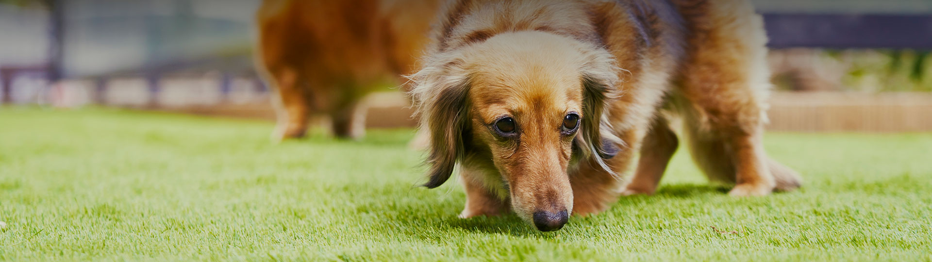 愛犬への手紙